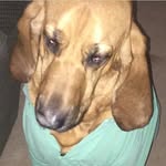 Charles Franklin Stephens - @bloodhound_cuddlebuddy - Instagram