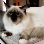 franklin stevenson - @franklin_the_puss - Instagram