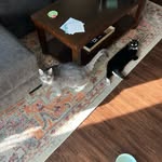 Luna & Franklin Stevenson - @frankntoon - Instagram