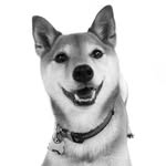 Franklin Stone - @franklin_the_shiba - Instagram