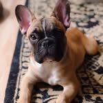 Franklin&Jellybean - @franklin_stone - Instagram