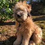 Franklin Stuart - @franklin_the_wheaten - Instagram