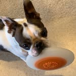Stuart Franklin - @stuartfranklinbtpup - Instagram