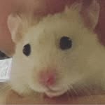 stuart franklin - @stuartfranklin8 - Instagram