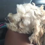 Goldie Franklin Taveras Styles - @goldiee.styles - Instagram