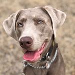 Franklin Titus Blue - @franklin_titusblue - Instagram
