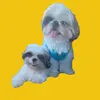 Frankie & Wally - @sirfranklinandwally - TikTok