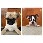 Frank&Walt - @franklin_walter_charlie - Instagram