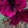 Franklin Wills - @franklin.wills1 - TikTok