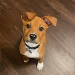 Franklin North-Winter - @therealfranklindog - Instagram