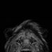 Frantz-Fanuel Paraison - Facebook