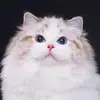 FranzBeckerCat - @franzbeckercat - TikTok