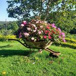 Herbarium Franz Mesmer - @herbarium_franzmesmer - Instagram
