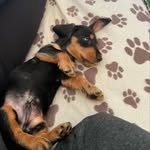 Franz - @rauhaardackel.franz - Instagram