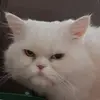 franzrifert - @franzrifert - TikTok