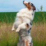 Franz Schreiber - @labrador_und_aussie.schreiber - Instagram