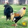 Franz Tangalin - @franz.tangalin - TikTok