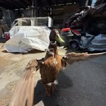 Fraser canyon birds - @frasercanyonbirdclub - Instagram