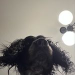 SpanielsRUs - @fraser_birdie - Instagram