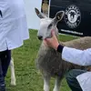 Fraser Brown - @fraser.brown3 - TikTok