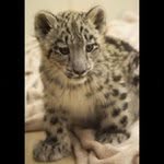 Effie Linn - @fraserfoxplatinum - Instagram