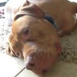 Fraser Lewis Hall - @fraser_hall1234 - Instagram