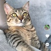Mudeok cat of Fraser Hill - @mudeok_catoffraserhills - TikTok