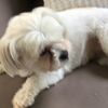 Fraser Howard - @fraser.howard8 - TikTok