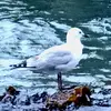Fraser james - @fraser..james - TikTok
