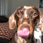 ✨Fraser the mini dachshund ✨ - @fraser_key - Instagram
