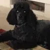karenfrasermorris - @karenfrasermorris - TikTok