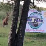 Fraser Coast RV Park - @frasercoastrv - Instagram
