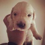Struan Robb - @fraser_c_robb - Instagram