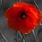 Fraser Rowe - Facebook