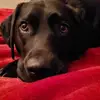 Claire Fraser-Ward - @claire.fraserward - TikTok