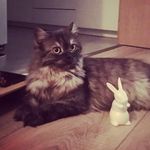 Frau Eule & Mr. Jones - @fraueule_mrjones - Instagram