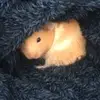 cookie_frazer12 - @cookie_frazer12 - TikTok