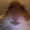 Frazer Cox - @hamsterculthammy4848 - TikTok