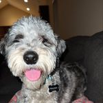 Frazier Brown - @fraziertheaussiedoodle - Instagram