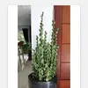 Frazier Brown - @frazier.brown3 - TikTok
