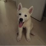 Fred - @fred_akita - Instagram