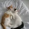 alfredalbrecht578 - @alfredalbrecht578 - TikTok