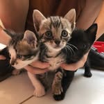 Fred, Alfredo e Pantera 🩵🐾 - @fred_alfredo_pantera - Instagram