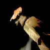 Fred Allard - @fred.alrd - TikTok