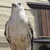 Fred Amir - @fred.amir - TikTok