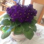 Freda Randall - @fredarandall13 - Instagram