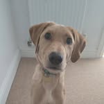 Frederick "Freddie" Archibald Gardner-Strong - @fags_thepuppa - Instagram