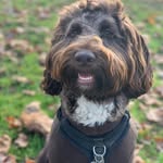Fredrick Archibald Hodsdon - @fred.thepup - Instagram