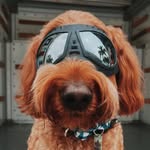Sir Wilfred Archibald Livers - @wilfred.archibald - Instagram