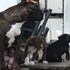 Fred Ard - @fred.ard - TikTok